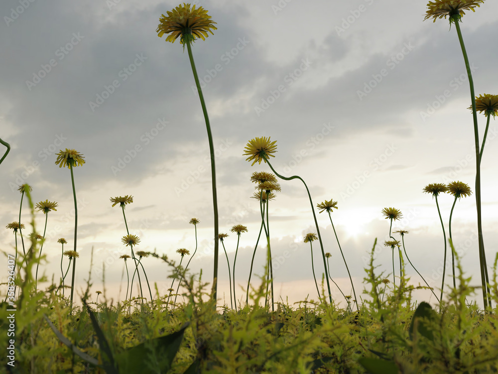 Dandelion field Dandelion field