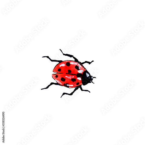 Hand drawn watercolor ladybug
