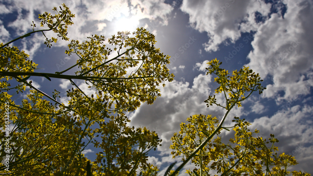 Canola plant. Plant with yellow flowers, oil used in biodiesel production. Rapeseed Canola plant. Plant with yellow flowers, oil used in biodiesel production. Rapeseed