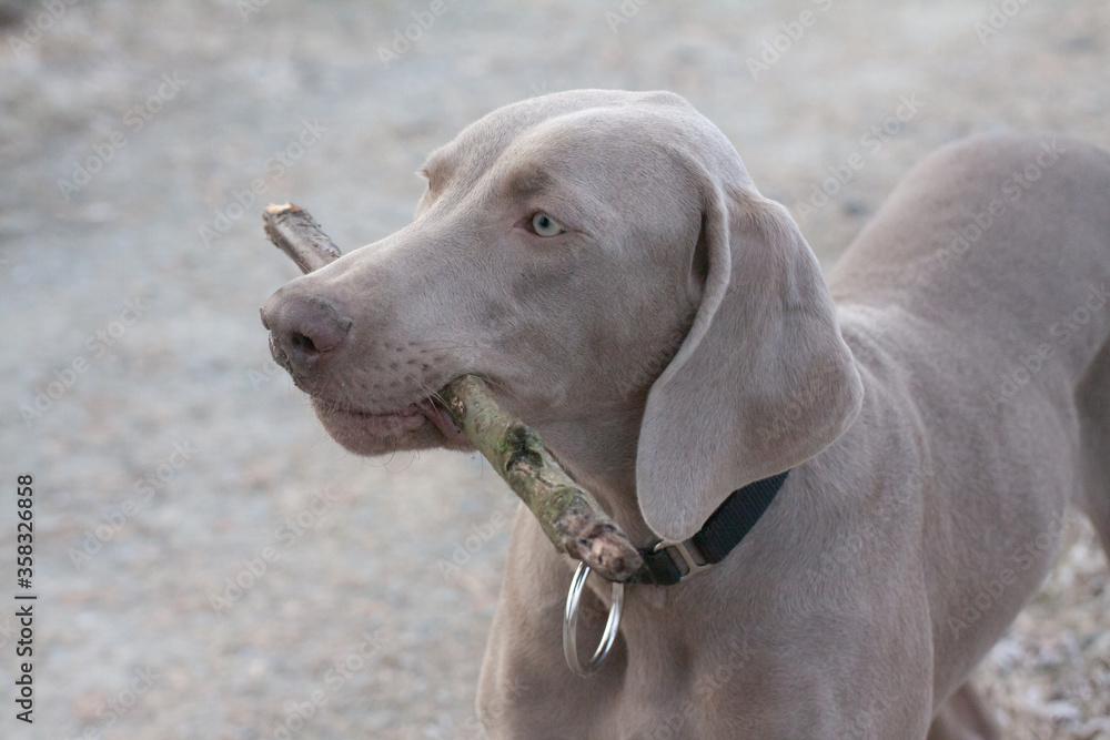 weimaraner vorstehhund an einem kalten nebeligen wintermorgen kopfportrait mit einem stock im maul