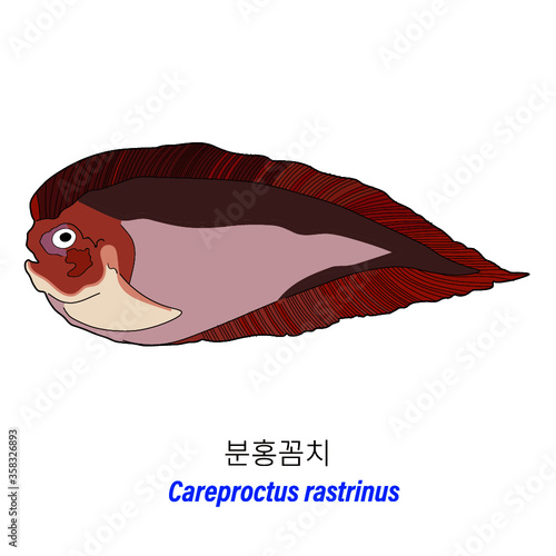 Careproctus rastrinus
 photo