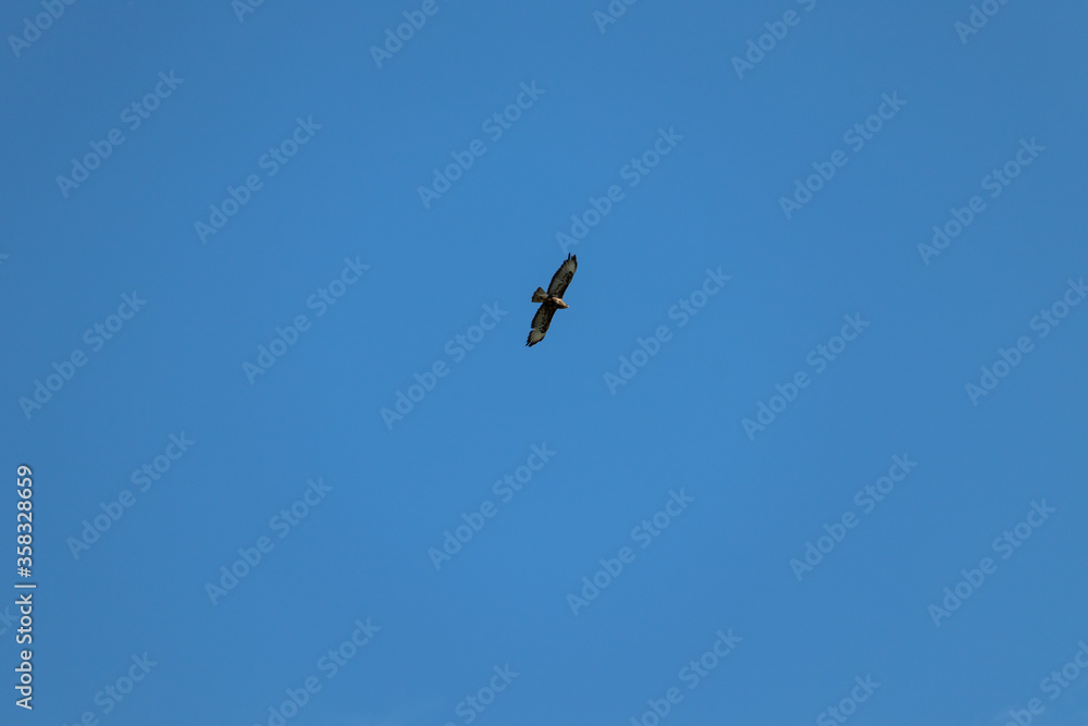 Bussard Mäusebussard am Himmel Bussard Mäusebussard am Himmel