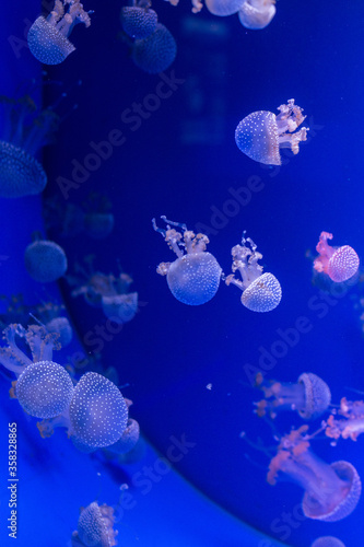  Poisonous Japanese jellyfish in the aquarium. © Евгения Смульская