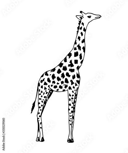 Hand-drawn vector illustration with black outline. Full length giraffe, spotted skin, side view isolated on a white background. Wild animals africa, nature, zoo. Safari, savannah. For t-shirt prints.