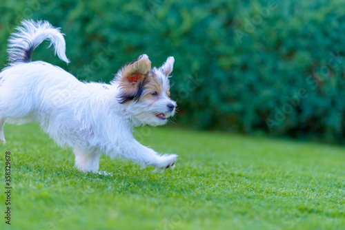Playful puppy running in vibrant summer park