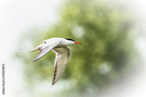 Common tern in flight © Markus Semmler