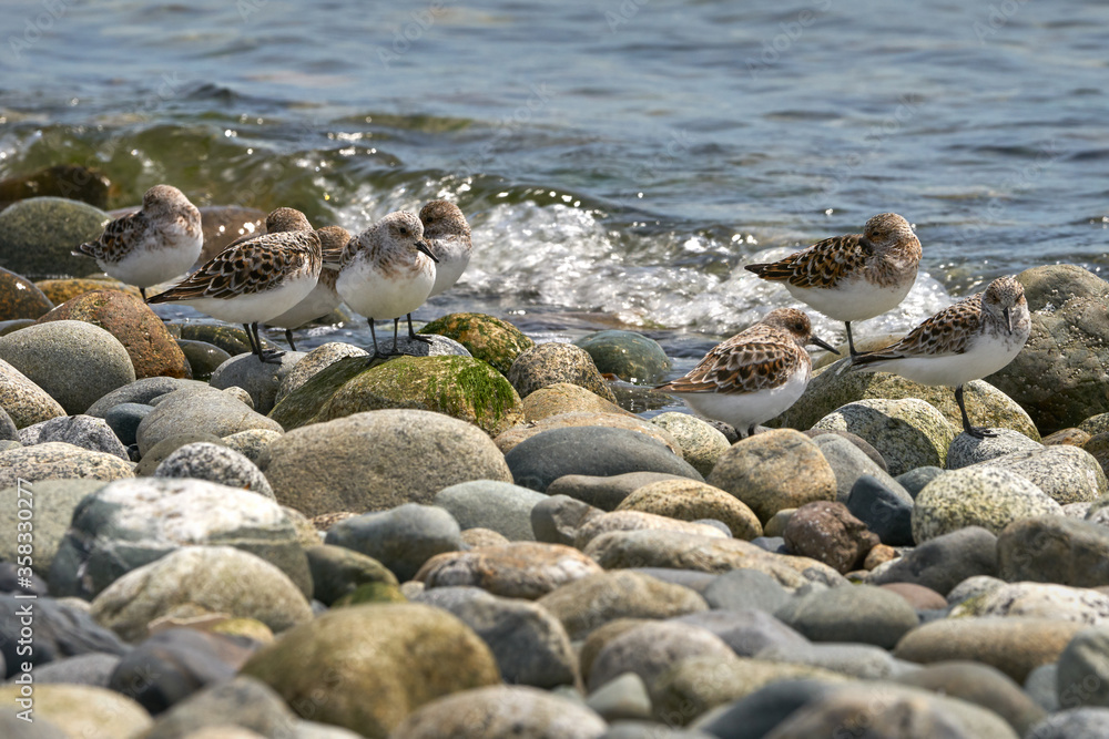 Sandpipers Resting at the Shore. Sandpipers blending in with the rocks at the seashore in Point Roberts. Washington State. USA.

