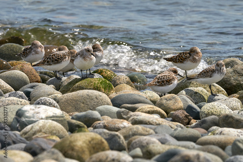 Sandpipers Resting at the Shore. Sandpipers blending in with the rocks at the seashore in Point Roberts. Washington State. USA.