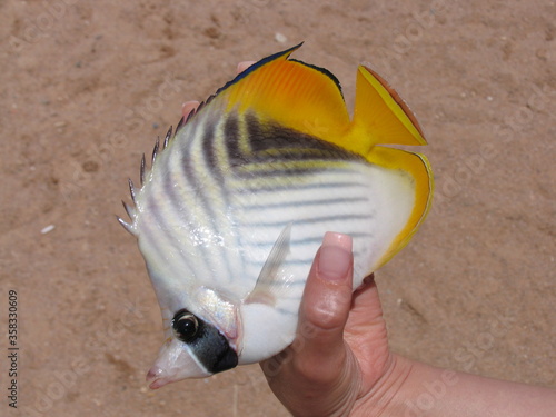 Fotografie beached Chaetodon Auriga butterfly fish in hand