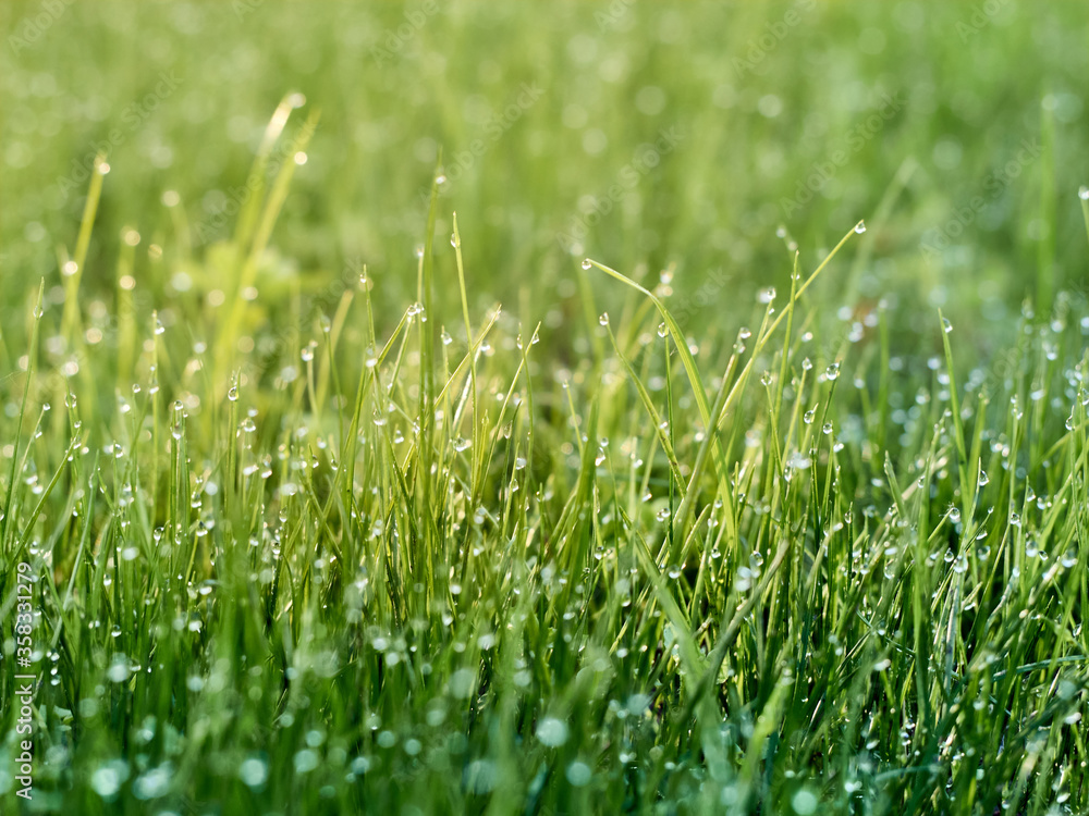 Drops of dew on the grass in defocus Drops of dew on the grass in defocus