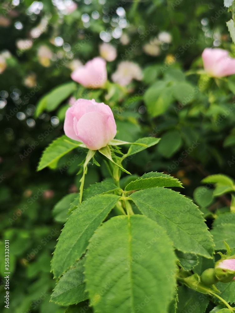 Beautiful pink flower - Dog rose or Wild rose. Rosa canina, commonly known as the dog rose is a variable climbing, wild rose species native to Europe, northwest Africa, and western Asia. Beautiful pink flower - Dog rose or Wild rose. Rosa canina, commonly known as the dog rose is a variable climbing, wild rose species native to Europe, northwest Africa, and western Asia.