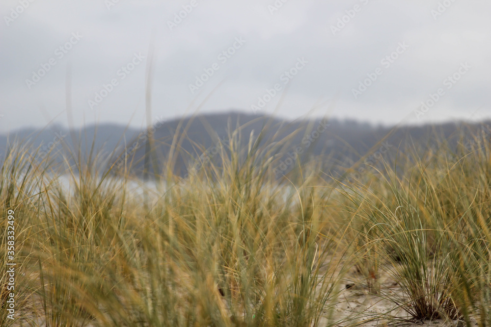 Grass am Strand von Binz Grass am Strand von Binz