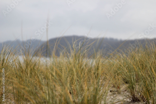 Grass am Strand von Binz