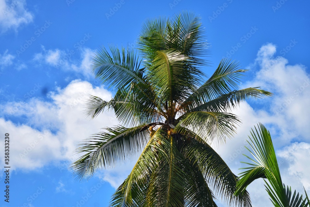 coconut palm trees through sky