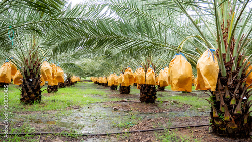 Date palm fruit on tree in the plant photo