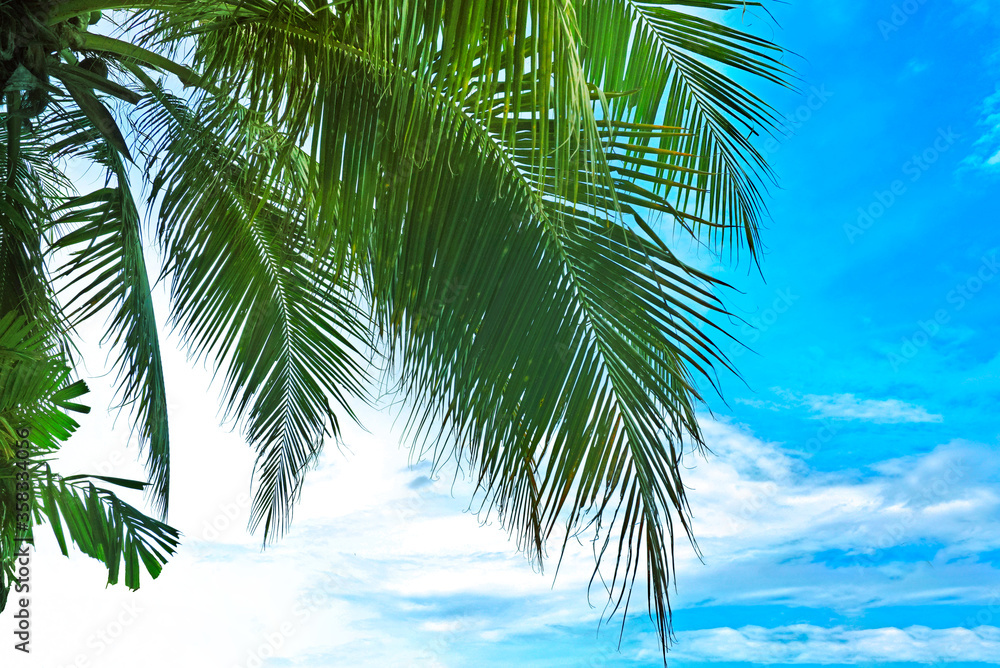 Fototapeta premium Foreground leaves on coconut tree with blue sky background , seaside view.