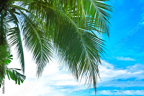 Foreground leaves on coconut tree with blue sky background   seaside view.