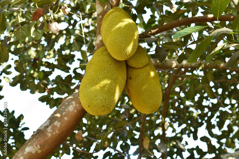 Jack fruit with blurry background Jack fruit with blurry background