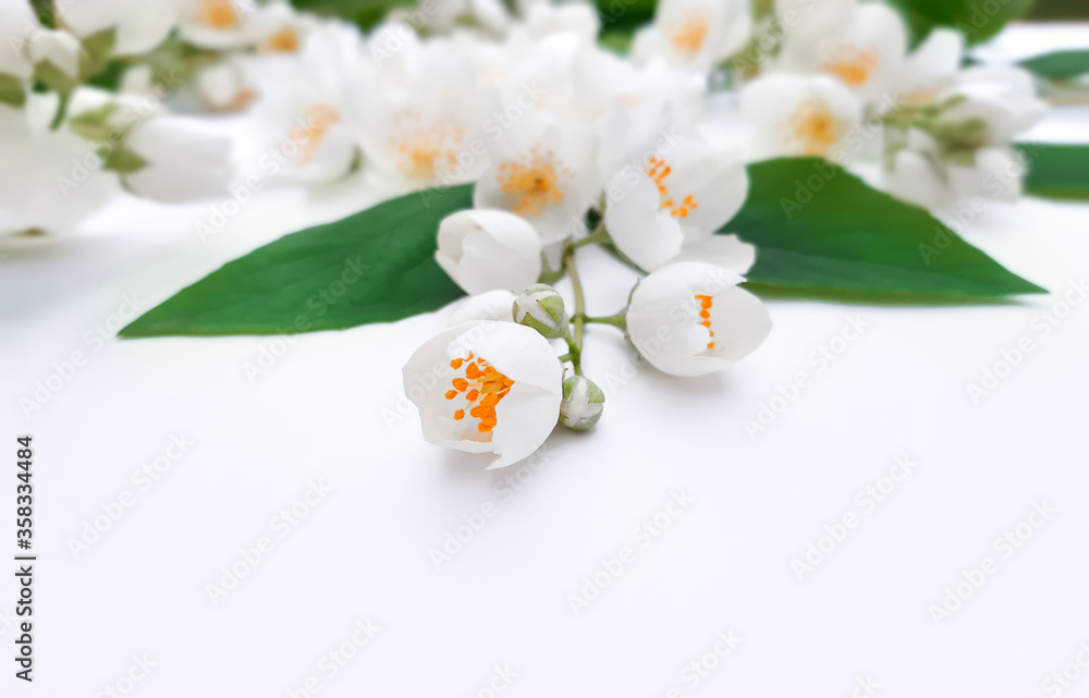 Obraz premium Composition of blooming jasmine. Green leaves with beautiful flowers on white background. Summer advertising nature concept for Birthday, Valentine`s day, Women`s day. Side view, close up, copy space