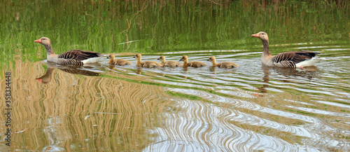 Greylag geese couple with 5 chicks swimming in a row photo