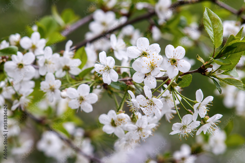 Spring flowering cherry with white flowers close-up