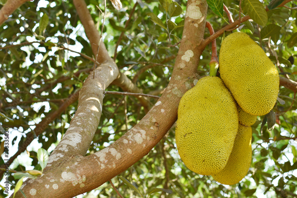 Jack fruit with blurry background Jack fruit with blurry background