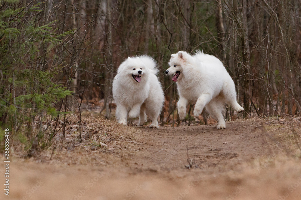 Two white Samoyed dogs frolic merrily in the autumn forest Two white Samoyed dogs frolic merrily in the autumn forest