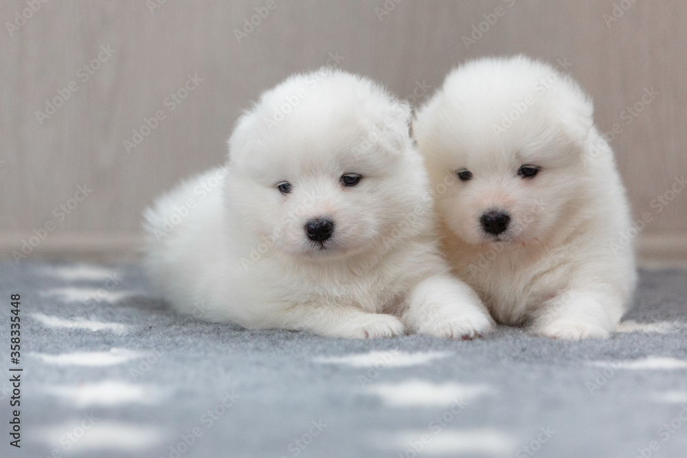 Two small 1-month cute white Samoyed dog puppies