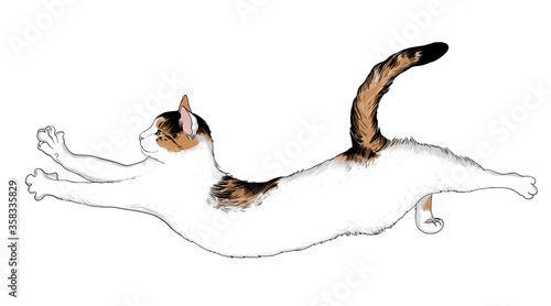 .Cute cat with an arched back. Illustration on white background. Hand-drawn vector illustration of an animal. Sketch.