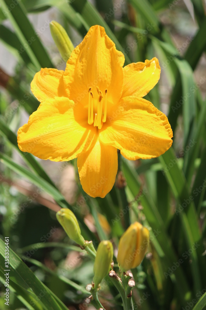 Fototapeta premium yellow flower with water drops