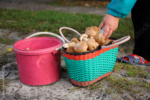 Woman hand put a mushroom into a busket full of Porcini mushrooms