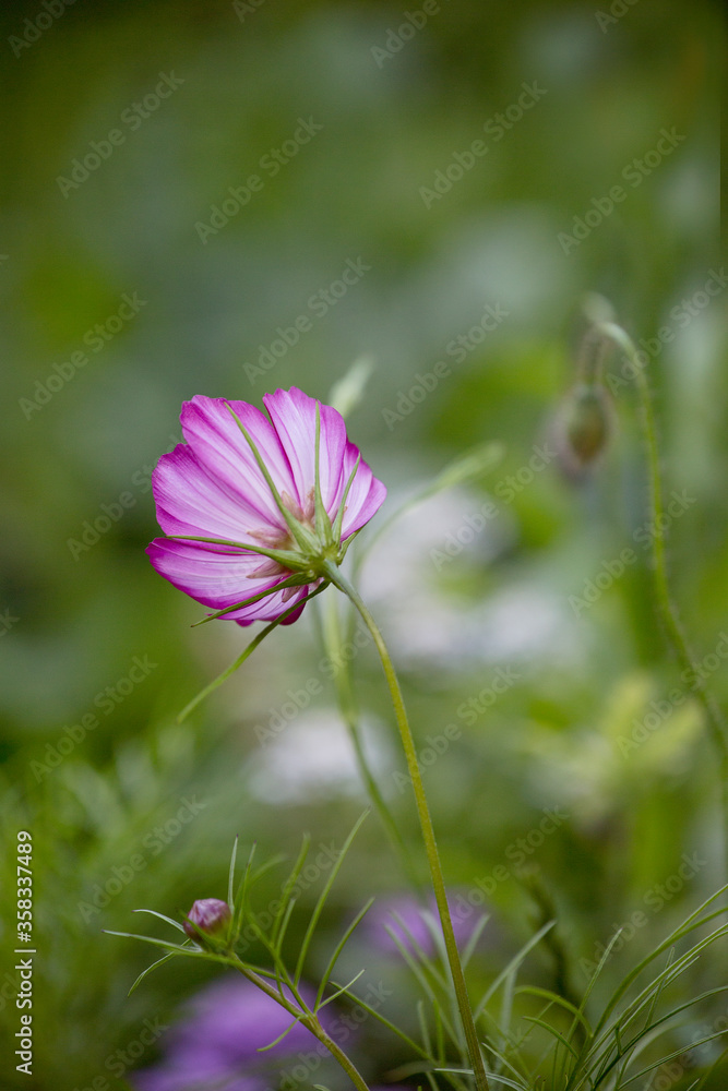 Cosmea Summerflowers In A Country Garden