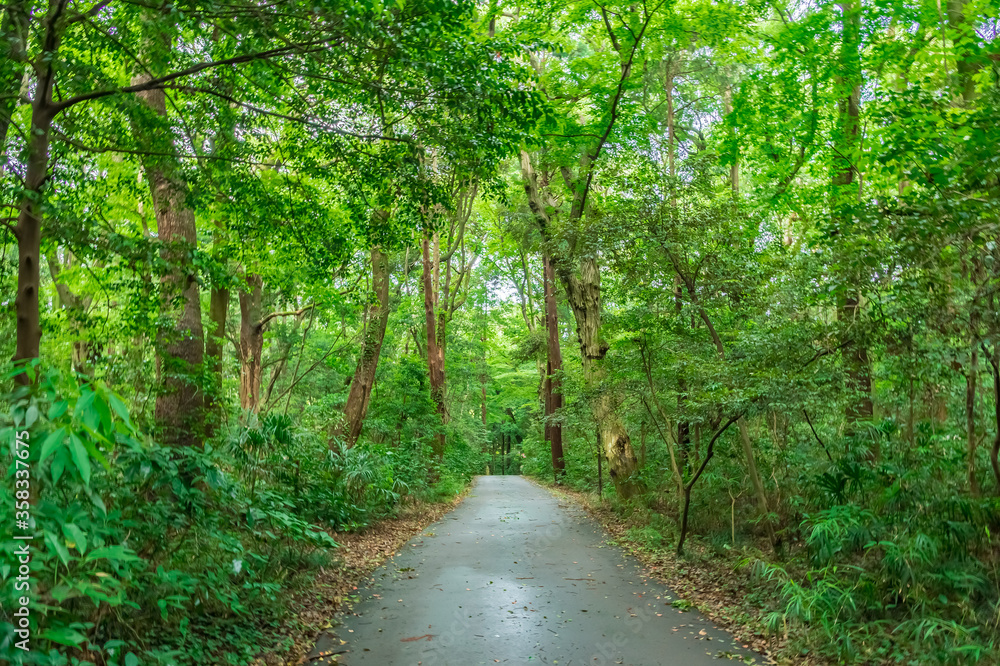 東京都渋谷区代々木にある大きな公園の森の景色 東京都渋谷区代々木にある大きな公園の森の景色