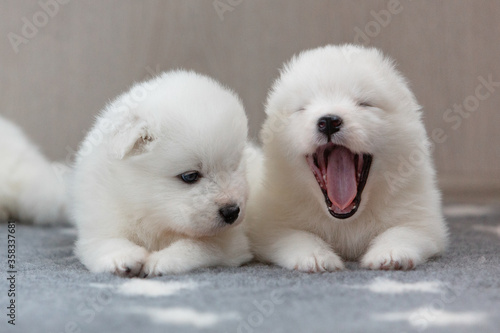 Two cute white 1-month-old pups of a white Samoyed dog yawn