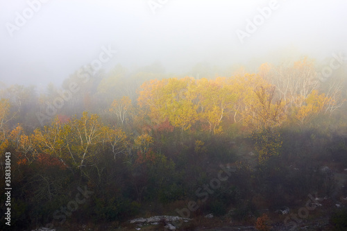 Misty autumn forest in morning sunlight. Aerial view at sun rays shining through trees. Fog over trees at sunrise