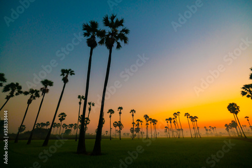 Silhouette sunrise colorful sky with cloud in rice plantation and sugar palm field