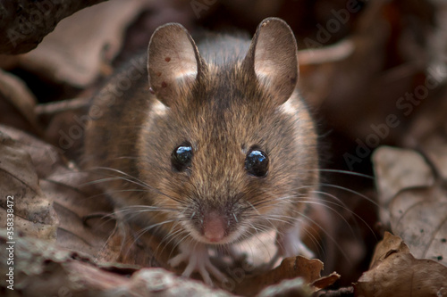 Nosi Wood Mouse  - Apodemus sylvaticus - looking in the eyes photo