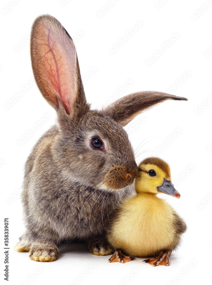 Obraz premium Rabbit and duckling.