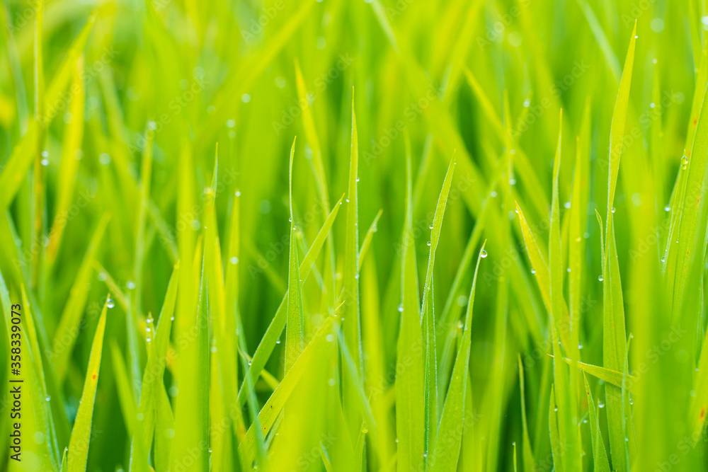Green paddy rice with morning dew drop close up selective focus Green paddy rice with morning dew drop close up selective focus