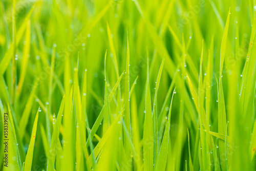 Green paddy rice with morning dew drop close up selective focus