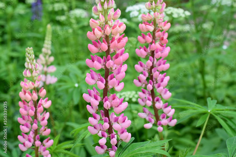 Lupin flowers blooming in the green grass in the garden 