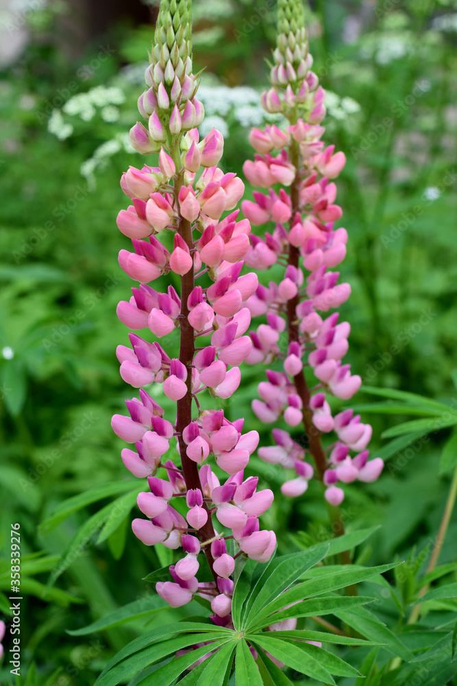 Lupin flowers blooming in the green grass in the garden Lupin flowers blooming in the green grass in the garden