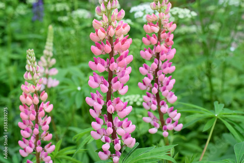 Lupin flowers blooming in the green grass in the garden 