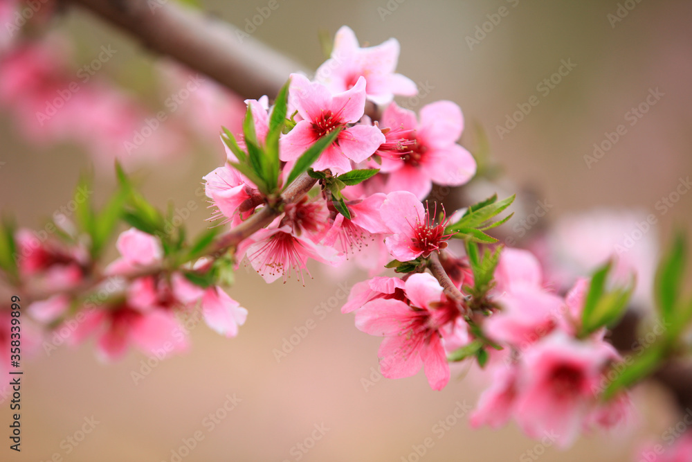 Peach trees blossom in spring