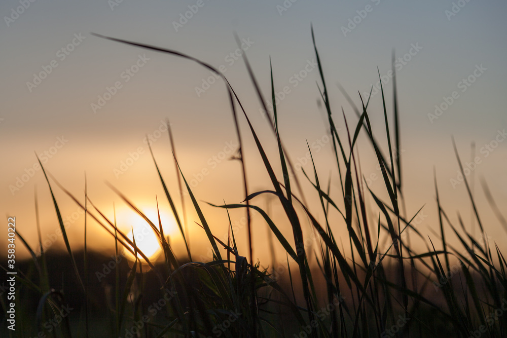Field Of Grass During Sunset. Glare. Field Of Grass During Sunset. Glare.