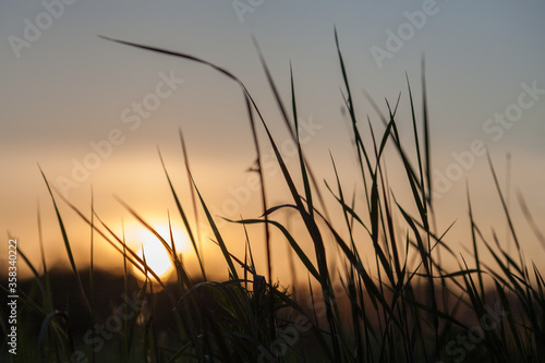 Field Of Grass During Sunset. Glare. 