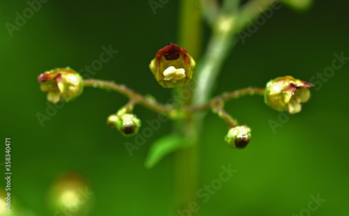 Knotige Braunwurz, Scrophularia nodosa, common figwort photo