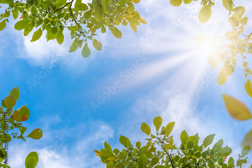 green leaves and blue sky