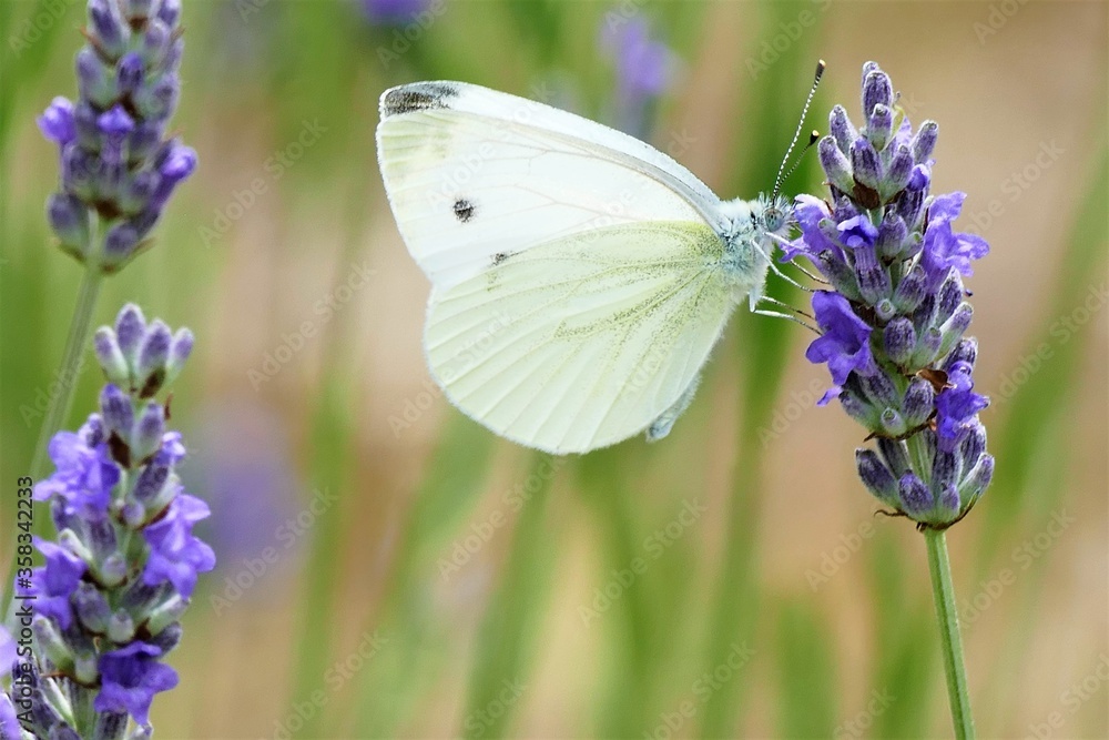 White butterfly and fresh lavender flower White butterfly and fresh lavender flower