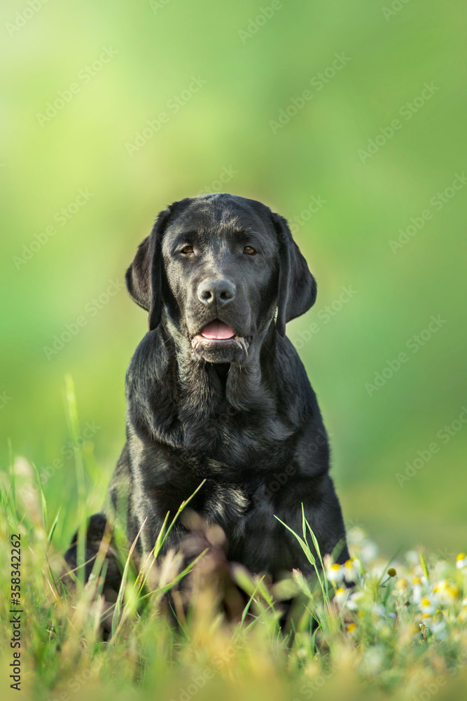 Black labrador retriever dog portrait in summer meadow Black labrador retriever dog portrait in summer meadow